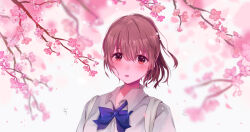 Rule 34 | 1girl, alternate eye color, alternate hair color, blue bow, blue bowtie, blurry, blurry background, bow, bowtie, branch, cherry blossoms, collared shirt, highres, koe no katachi, long hair, looking at viewer, milktower, nishimiya shouko, open mouth, petals, pink background, pink eyes, pink hair, ponytail, school uniform, shirt, solo, upper body, white background, white shirt