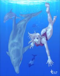 Rule 34 | competition swimsuit, diving, dolphin, freediving, high cut kingdom, nyanko batake, one-piece swimsuit, swimming, swimsuit, underwater