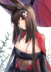 Rule 34 | 1girl, absurdres, amagi (azur lane), animal ears, azur lane, breasts, brown hair, cleavage, closed mouth, flower, hair flower, hair ornament, highres, japanese clothes, kimono, long hair, looking at viewer, lordol, medium breasts, oil-paper umbrella, purple eyes, simple background, solo, umbrella