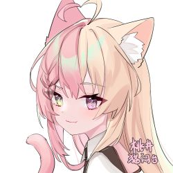 Rule 34 | 1girl, ahoge, animal ear fluff, animal ears, black necktie, braid, cat ears, cat girl, cat tail, closed mouth, collared shirt, commentary request, copyright request, fangs, fangs out, from side, heart, heart-shaped pupils, heart ahoge, heterochromia, highres, light brown hair, long hair, looking at viewer, looking to the side, momoimonaka, multicolored hair, necktie, pink hair, purple eyes, shirt, simple background, smile, solo, symbol-shaped pupils, tail, tail raised, translation request, two-tone hair, upper body, virtual youtuber, white background, white shirt, yellow eyes
