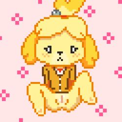 Rule 34 | 1girl, animal crossing, animal ears, animal nose, arms at sides, barefoot, blonde hair, blush, body fur, cleft of venus, dog ears, dog girl, female focus, full body, furry, furry female, hair bobbles, hair ornament, hair tie, isabelle (animal crossing), lewlem, light blush, long sleeves, nintendo, no panties, parted bangs, pink background, pixel art, pussy, short hair, sitting, solo, spread legs, topknot, two-tone fur, yellow fur