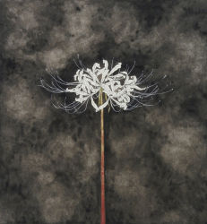 Rule 34 | absurdres, commentary request, dark, flower, grey background, highres, nature, no humans, original, spider lily, still life, taguchi yuka, traditional media, white flower, white spider lily