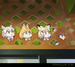 Rule 34 | 4girls, animal ear fluff, animal ears, blonde hair, bow, bowtie, cat (kemono friends), cat ears, closed mouth, commentary request, dated, green eyes, kemono friends, light brown hair, multicolored hair, multiple girls, photo-referenced, roonhee, sand cat (kemono friends), serval (kemono friends), short hair, tongue, tongue out, traditional bowtie, two-tone hair, white hair, yellow eyes
