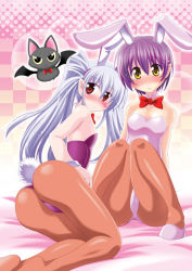 Rule 34 | 2girls, animal ears, ass, bat (animal), blue hair, blush, breasts, fake animal ears, flat chest, frost auslese, legs, long hair, magical halloween, medium breasts, multiple girls, noir auslese, pantyhose, playboy bunny, pointy ears, pony r, purple hair, rabbit ears, rabbit tail, red eyes, short hair, silver hair, small breasts, tail, twintails, yellow eyes