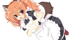 Rule 34 | 1girl, alternate costume, animal ear fluff, animal ears, apron, black dress, blush, breasts, commentary, creator connection, dress, dutch angle, enmaided, frilled apron, frilled dress, frills, hair between eyes, heart, heart hands, inaba meguru, looking at viewer, maid, maid apron, majo, moe moe kyun!, open mouth, orange hair, puffy short sleeves, puffy sleeves, red eyes, sanoba witch, short sleeves, sidelocks, simple background, small breasts, smile, solo, tail, twintails, wavy hair, white apron, white background, wolf ears, wolf tail, yuzu-soft