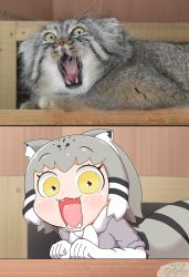 Rule 34 | animal ears, cat, cat ears, commentary request, elbow gloves, fangs, fur collar, gloves, grey hair, highres, kemono friends, multicolored hair, nanachii (nanatidayo), open mouth, pallas&#039;s cat, pallas&#039;s cat (kemono friends), photo-referenced, photo inset, reference photo, skirt, yellow eyes