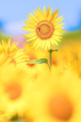 Rule 34 | 9akozc6wjaxnye2, blue sky, blurry, blurry background, day, field, flower, flower field, highres, no humans, off-topic, original, realistic, sky, still life, sunlight, yellow flower