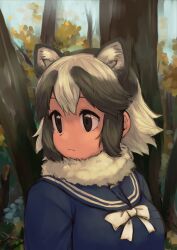 Rule 34 | 1girl, animal ear fluff, animal ears, black eyes, black hair, blue serafuku, bow, bowtie, commentary request, extra ears, forest, fur collar, kemono friends, looking to the side, multicolored hair, nature, raccoon ears, rumenia (ao2is), school uniform, serafuku, short hair, solo, tanuki (kemono friends), tree, two-tone hair, upper body, white bow, white bowtie, white hair