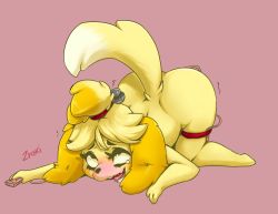 Rule 34 | 1girl, ahegao, animal crossing, animal ears, artist name, ass, bell, black eyes, blonde hair, blush, controller, dog ears, dog tail, drooling, female focus, female masturbation, full body, furry, furry female, hair bell, hair ornament, hair tie, isabelle (animal crossing), masturbation, nintendo, nude, open mouth, pink background, remote control, remote control vibrator, rolling eyes, saliva, sex toy, short hair, signature, simple background, smile, solo, tail, tears, teeth, text focus, thigh strap, tongue, top-down bottom-up, trembling, vibrator, vibrator cord, zraxi