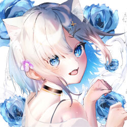 Rule 34 | 1girl, animal ears, black choker, blue eyes, blue flower, blue rose, blush, bubble, cat ears, choker, close-up, fang, flower, grey hair, hair between eyes, hair flower, hair ornament, hairclip, highres, iruru1, kaga sumire, looking at viewer, looking back, lupinus virtual games, off-shoulder shirt, off shoulder, open mouth, paw pose, ringed eyes, rose, see-through, see-through shirt, shirt, sidelocks, smile, solo, upper body, violet (flower), virtual youtuber, vspo!, water, white background, x hair ornament