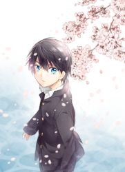 Rule 34 | 1boy, black hair, blue eyes, cherry blossoms, gakuran, high speed!, male focus, nanase haruka (free!)