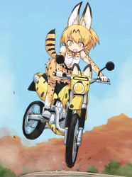 Rule 34 | 10s, 1girl, :d, adapted object, animal ears, bare shoulders, blush, boots, bow, bowtie, cat ears, cat tail, elbow gloves, extra ears, footwear ribbon, gloves, kakizaki (chou neji), kemono friends, looking at viewer, looking down, motor vehicle, motorcycle, open mouth, orange eyes, orange hair, ribbon, riding, serval (kemono friends), serval print, serval tail, shirt, short hair, skirt, sleeveless, sleeveless shirt, smile, solo, tail, tareme, thighhighs, white shirt