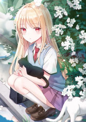 Rule 34 | 1girl, animal, black cat, blonde hair, blush, cat, collared shirt, commentary request, flower, highres, holding, holding animal, holding cat, iren lovel, kneehighs, loafers, long hair, looking at viewer, necktie, outdoors, pleated skirt, rain, red eyes, red necktie, resolution mismatch, sakura-sou no pet na kanojo, school uniform, shiina mashiro, shirt, shoes, skirt, socks, solo, source smaller, squatting, striped, white cat, white flower, white shirt, white socks