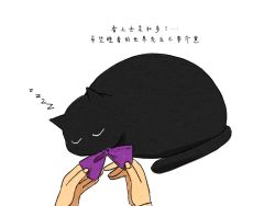 Rule 34 | 1girl, animal, black cat, bow, bowtie, cat, chinese commentary, chinese text, commentary request, dressing, closed eyes, fors wall, fyy2333, highres, klein moretti, lord of the mysteries, nail, out of frame, purple bow, purple bowtie, simple background, sleeping, translation request, white background, zzz