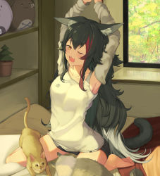 Rule 34 | 1girl, animal ear fluff, animal ears, arms up, barefoot, black hair, black shorts, blush, brown eyes, cat, commentary request, detached sleeves, highres, hololive, indoors, kayuchun, korochun, long hair, long sleeves, multicolored hair, one eye closed, ookami mio, ookami mio (casual), open mouth, piisu, red hair, shirt, shorts, sitting, sleeveless, sleeveless shirt, solo, streaked hair, stretching, taiga (ookami mio), tail, tawa (ookami mio), tearing up, very long hair, virtual youtuber, wariza, white hair, white shirt, wolf ears, wolf girl, wolf tail