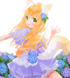 Rule 34 | 1girl, animal ears, apron, backlighting, blush, cat ears, cat girl, cat tail, commentary request, dress, flower, green eyes, hair flower, hair ornament, hand up, highres, hydrangea, long hair, looking at viewer, looking back, mutou mato, open mouth, orange hair, original, petticoat, purple dress, smile, solo, tail, white apron, white background