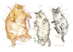 Rule 34 | animal, animal focus, blue eyes, cat, closed eyes, commentary request, commission, fat, full body, green eyes, grey cat, looking at viewer, lying, multiple cats, nekomata naomi, on back, orange cat, original, skeb commission