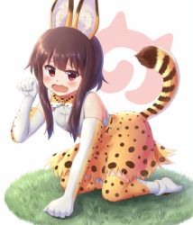 Rule 34 | 10s, 1girl, all fours, animal ears, bare shoulders, blush, bow, bowtie, brown hair, clenched hand, cosplay, full body, grass, head tilt, high-waist skirt, japari symbol, kemono friends, kono subarashii sekai ni shukufuku wo!, lilium443, looking at viewer, megumin, on ground, open mouth, paw pose, red eyes, serval (kemono friends), serval (kemono friends) (cosplay), serval print, serval tail, shirt, shoes, short hair with long locks, skirt, sleeveless, sleeveless shirt, solo, striped tail, tail, tears, wavy mouth, white background, white footwear, white shirt
