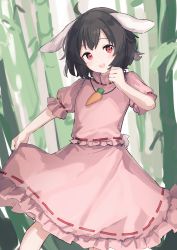 Rule 34 | 1girl, :d, absurdres, ahoge, bamboo, black hair, blush, carrot, commentary, cowboy shot, hand up, highres, inaba tewi, looking at viewer, open mouth, pink shirt, pink skirt, puffy short sleeves, puffy sleeves, rabbit, red eyes, ribbon-trimmed skirt, ribbon-trimmed sleeves, ribbon trim, shiratakiseaice, shirt, short hair, short sleeves, skirt, skirt hold, skirt set, smile, solo, teeth, touhou, upper teeth only