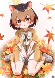 Rule 34 | absurdres, animal ears, blush, bow, bowtie, brown dress, brown hair, chevrotain (kemono friends), deer ears, deer girl, dress, from above, gloves, grey eyes, grey gloves, hair between eyes, highres, japari symbol, kemono friends, kemono friends 3, light brown hair, looking at viewer, multicolored clothes, multicolored dress, multicolored hair, piki (zuru-pikio), short hair, sidelocks, sitting, triangle mouth, wariza, white bow, white bowtie, white dress, white footwear, white hair
