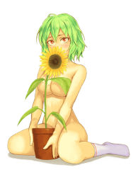 Rule 34 | 1girl, between legs, blush, breasts, censored, convenient censoring, covering face, female focus, flower, flower pot, green hair, kazami yuuka, large breasts, nude, plant, potted plant, red eyes, short hair, simple background, sitting, socks, solo, sunflower, touhou, underboob, wariza, white background, white socks, yuuji (and)