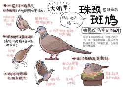 Rule 34 | animal, animal focus, bird, bird nest, chinese commentary, chinese text, closed mouth, commentary request, dove, flower pot, flying, full body, garlica, highres, in nest, multiple views, nest, no humans, original, simple background, translation request, white background, yellow eyes