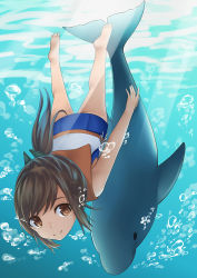 Rule 34 | 10s, 1girl, air bubble, bare legs, barefoot, brown eyes, brown hair, bubble, diving, dolphin, freediving, highres, holding breath, i-401 (kancolle), kantai collection, kiukoma, personification, ponytail, sailor collar, school swimsuit, short hair, smile, swimming, swimsuit, underwater