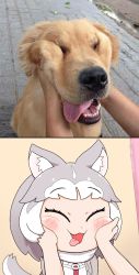 Rule 34 | 1girl, animal ears, blush, commentary request, dog, dog (mixed breed) (kemono friends), dog ears, dog girl, dog tail, eyebrows, fangs, fur, golden retriever, harness, highres, kemono friends, multicolored hair, nanatidayo, photo-referenced, photo inset, reference photo, tail, tongue, tongue out, two-tone hair