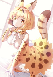 Rule 34 | 1girl, :p, absurdres, animal ear fluff, animal ears, animal ears (norankkori), bare shoulders, blonde hair, blush, boots, bow, bowtie, center frills, commentary request, elbow gloves, frills, gloves, high-waist skirt, highres, kemono friends, kneeling, multicolored hair, on bed, paw pose, print bow, print bowtie, print gloves, print neckwear, print skirt, print thighhighs, serval (kemono friends), serval print, serval tail, short hair, skirt, sleeveless, solo, tail, thighhighs, tongue, tongue out, yellow eyes, zettai ryouiki