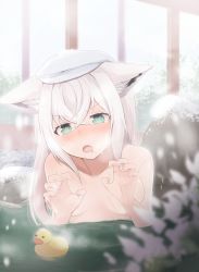 Rule 34 | + +, 1girl, 345 myk, absurdres, animal ears, bathing, blurry, blurry background, blurry foreground, blush, breasts, claw pose, commentary request, convenient censoring, ears down, fox ears, fox girl, green eyes, hair between eyes, highres, hololive, long hair, looking at viewer, nude, onsen, open mouth, rubber duck, saliva, shirakami fubuki, sidelocks, small breasts, snow, steam, towel, towel on head, virtual youtuber, white hair