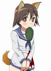 Rule 34 | 10s, 1girl, animal ears, ao beko, aoi ushi, blood, brown eyes, brown hair, dog ears, dog tail, fukuen misato, glowing, leaf, military, military uniform, miyafuji yoshika, mouth hold, sankarea, solo, strike witches, tail, uniform, voice actor connection, world witches series, zombie