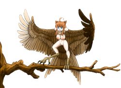 Rule 34 | 1girl, ahoge, animal ears, animal feet, bird legs, bird tail, blue eyes, branch, breasts, brown feathers, brown hair, brown wings, capiocapan, cat ears, cleft of venus, commentary request, feathered wings, feathers, harpy, large breasts, long hair, monster girl, mouse (animal), mouth hold, neck ruff, nipples, nude, original, outstretched arms, pussy, sidelocks, simple background, solo, standing, standing on branch, tail, talons, white background, winged arms, wings