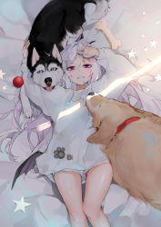 Rule 34 | 1girl, animal collar, ball, blue archive, bone, collar, dated, dema hmw, dog, hair ornament, hairclip, highres, hina (blue archive), horns, husky, jewelry, legs, light purple hair, long hair, long sleeves, looking at viewer, lying, multiple horns, necklace, on back, parted bangs, parted lips, paw print, pink eyes, purple horns, short shorts, shorts, signature, silver hair, solo, star (symbol), sweater, tongue, white shorts, white sweater
