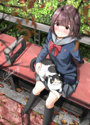 Rule 34 | 1girl, animal, autumn, black socks, blue shirt, blurry, blurry foreground, blush, bow, bowtie, brown footwear, bush, cardigan, cat, closed mouth, day, grey sailor collar, grey skirt, highres, holding, holding animal, holding cat, long sleeves, looking at another, looking up, on bench, original, pleated skirt, purple hair, red bow, red eyes, sailor collar, school uniform, shirt, shoes, short hair, signature, sitting, skirt, smile, socks, solo, soragane (banisinngurei), tree, uniform