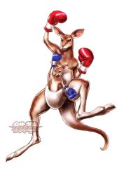 Rule 34 | boxing gloves, fighting stance, kangaroo, kotobukiya, mother and son, no humans, official art, raised fist, roger&#039;s wife (tekken), roger jr., simple background, tail, tekken, tekken tag tournament 2, watermark, yamashita shun&#039;ya