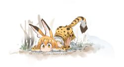 Rule 34 | 1girl, animal ears, bare shoulders, belt, blonde hair, blush, boots, commentary request, elbow gloves, extra ears, gloves, i love serval, kemono friends, print gloves, print skirt, print thighhighs, serval (kemono friends), serval print, serval tail, shirt, short hair, skirt, sleeveless, solo, tail, thighhighs, torn clothes, white footwear, white shirt, yellow eyes