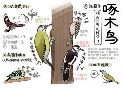 Rule 34 | animal, animal focus, bird, black eyes, chinese commentary, chinese text, closed mouth, commentary request, flying, from side, full body, garlica, highres, multiple views, no humans, original, pecking, simple background, sound effects, translation request, tree, white background
