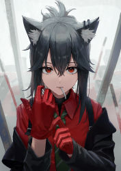 1girl adjusting_clothes adjusting_gloves animal_ear_fluff animal_ears arknights black_hair black_jacket collared_shirt gloves green_necktie highres jacket long_hair long_sleeves looking_at_viewer mouth_hold necktie nekoreito off_shoulder official_alternate_costume open_clothes open_jacket parted_lips ponytail red_eyes red_gloves red_shirt shirt sidelocks solo striped_necktie texas_(arknights) texas_(willpower)_(arknights) upper_body wolf_ears