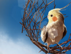 Rule 34 | animal focus, bird, blue sky, branch, cockatiel, highres, looking to the side, parrot, realistic, shiropooo, sky, twig