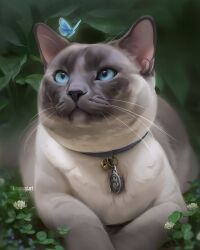 Rule 34 | animal, animal focus, blue butterfly, bug, butterfly, cat, collar, flower, grass, highres, insect, no humans, original, outdoors, realistic, shrimpuart, watermark, web address, white flower