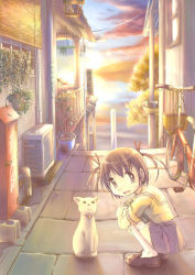 Rule 34 | 1girl, air conditioner, balcony, basket, bicycle, window blinds, blue skirt, brown eyes, brown hair, building, cat, cloud, flower pot, from side, hair ribbon, hiyoko touna, house, hugging own legs, loafers, looking at viewer, looking to the side, no socks, open mouth, original, outdoors, pavement, plant, potted plant, railing, red ribbon, ribbon, school uniform, serafuku, shoes, short sleeves, sign, skirt, sleeves rolled up, solo, squatting, sunset, thighhighs, tree, twintails, window
