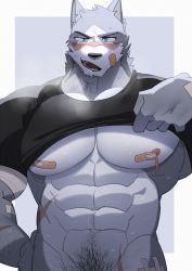 Rule 34 | 1boy, abs, animal ears, bandaid, bandaid on cheek, bandaid on face, bandaids on nipples, bara, black shirt, blue eyes, blush, bottomless, clothes lift, cowboy shot, cross scar, embarrassed, facial hair, furry, furry male, grey fur, groin, hachi duchi, highres, large pectorals, lifting own clothes, male focus, male pubic hair, mature male, muscular, muscular male, naked shirt, navel, navel hair, nipples, original, pasties, pectorals, pubic hair, scar, shirt, shirt lift, solo, stomach, stubble, t-shirt, underpec, wolf boy, wolf ears