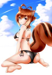 Rule 34 | 1girl, animal ears, antenna hair, arc system works, ass, bare shoulders, barefoot, bikini, black bikini, blazblue, blush, breasts, brown hair, chukachuka, day, from behind, highres, large breasts, looking at viewer, looking back, makoto nanaya, multicolored hair, orange eyes, parted lips, shiny clothes, shiny skin, short hair, side-tie bikini bottom, sideboob, sitting, smile, solo, squirrel ears, squirrel tail, swimsuit, tail, two-tone hair, wariza