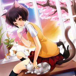 Rule 34 | 1girl, :p, animal ears, bad id, bad pixiv id, black hair, black socks, bracelet, brown eyes, cat, cat ears, cat tail, cherry blossoms, desk, jewelry, juna, kneehighs, looking at viewer, on desk, original, paw pose, plant, potted plant, school uniform, short hair, sitting, on desk, skirt, socks, solo, sweater vest, tail, tongue, tongue out, tree, window, yellow eyes