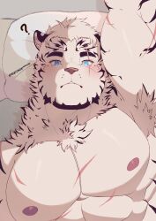 Rule 34 | 1boy, ?, abs, animal ears, arknights, arm up, armpit hair, armpits, artist request, bara, blush, facial hair, furry, furry male, goatee, highres, large pectorals, lying, male focus, mountain (arknights), muscular, muscular male, nipples, nude, on back, on bed, pectorals, scar, scar across eye, scar on arm, scar on chest, short hair, solo, stomach, thick eyebrows, tiger boy, tiger ears, upper body, white hair