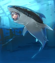 Rule 34 | 1girl, :d, animal, blue eyes, blue hair, blunt bangs, bow (bhp), crying, fish, gawr gura, hololive, hololive english, multicolored hair, ocean, open mouth, shark, sharp teeth, smile, solo, streaked hair, tears, teeth, two-tone hair, underwater, v-shaped eyebrows, virtual youtuber, what, white hair