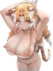 Rule 34 | 1girl, absurdres, alternate breast size, animal ear fluff, animal ears, arm support, armpits, arms behind head, bikini, blush, breasts, brown hair, collarbone, colored inner hair, covered erect nipples, cowboy shot, drill hair, eyes visible through hair, facial mark, forehead mark, golden tabby tiger (kemono friends), halterneck, highres, huge breasts, kemono friends, leaning forward, looking at viewer, micro bikini, multicolored hair, navel, nipples, orange eyes, orange hair, parted lips, see-through, see-through swimsuit, shibori kasu, simple background, skindentation, solo, stomach, streaked hair, sweat, swimsuit, tail, tiger ears, tiger girl, tiger tail, white background, white hair, yellow bikini