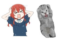 Rule 34 | &gt; &lt;, 1girl, arms up, blue shirt, blush, bocchi the rock!, closed eyes, commentary request, cropped torso, frilled shirt, frills, grey cat, hands on own head, kita ikuyo, long hair, open mouth, photo-referenced, red hair, setsuna bluem34, shirt, short sleeves, simple background, solo, upper body, white background