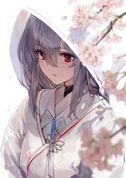 Rule 34 | 1girl, a.t. zero, absurdres, alternate costume, arknights, blush, branch, cherry blossoms, commentary, flower, hair between eyes, highres, hood, japanese clothes, kimono, lips, long hair, parted lips, red eyes, silver hair, simple background, skadi (arknights), solo, uchikake, upper body, white background, white kimono