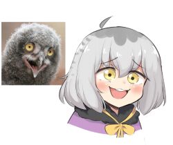 Rule 34 | 1girl, ahoge, blush, capelet, grey hair, hair between eyes, medium hair, mono (sifserf), original, owl girl, purple capelet, reference inset, sifserf, simple background, solo, teeth, upper teeth only, white background, yellow eyes